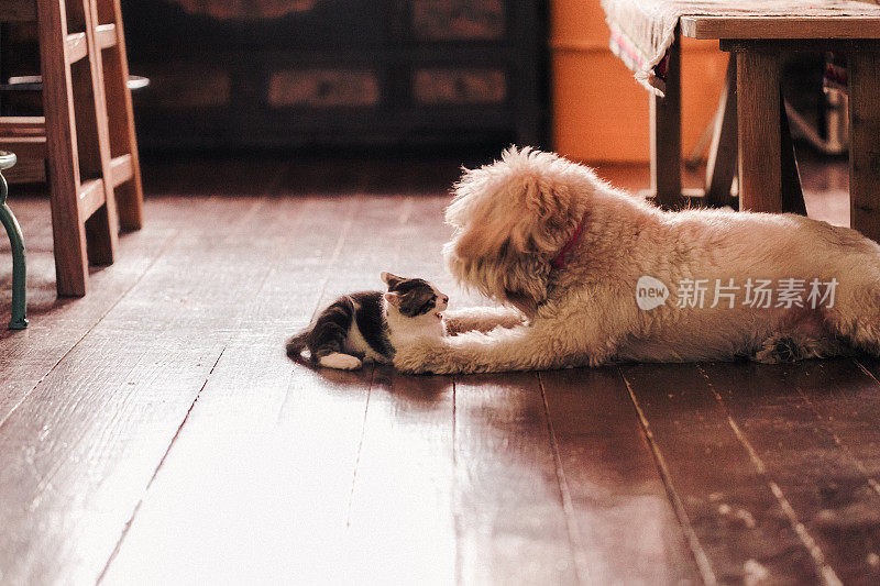 dog and Cat Facing Off